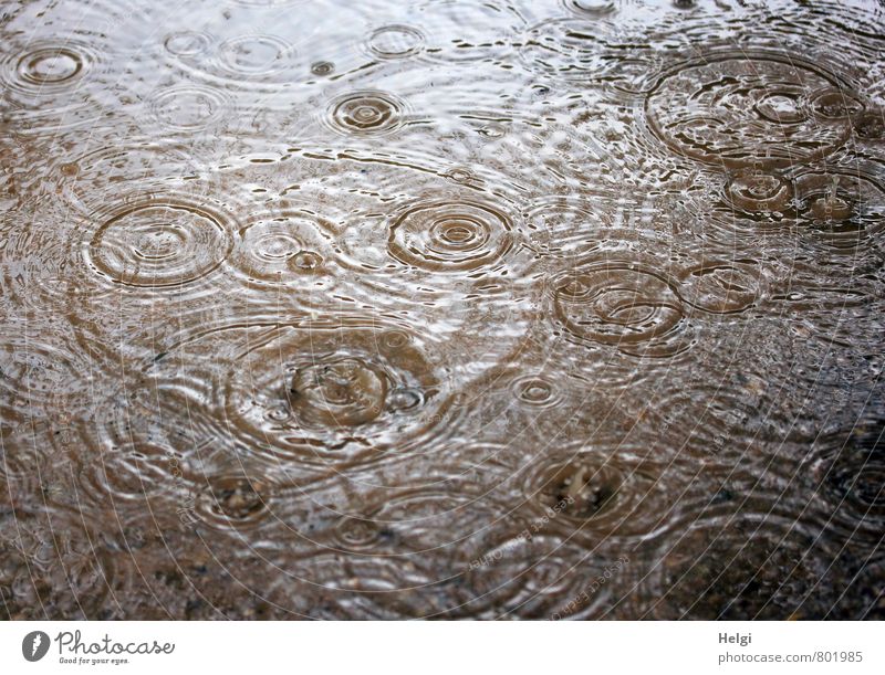 es pladdert... Umwelt Natur Wasser Wassertropfen Sommer schlechtes Wetter Regen Bewegung fallen authentisch dunkel Flüssigkeit nass natürlich braun grau