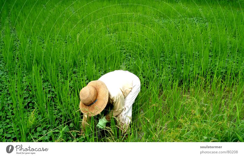 Unkrautvernichter Reisfeld Zeitarbeit Stress Versuch Überarbeitung Proletarier Überfordern Gras Wiese grün Mann Arbeiter Feld Asien Japan Ernährung