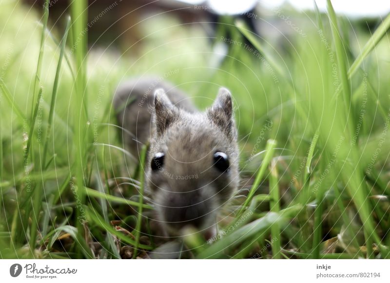 Allen Unkenrufen zum Trotz... Natur Landschaft Pflanze Tier Frühling Sommer Gras Garten Wildtier Maus Tiergesicht 1 beobachten krabbeln Blick nah Neugier