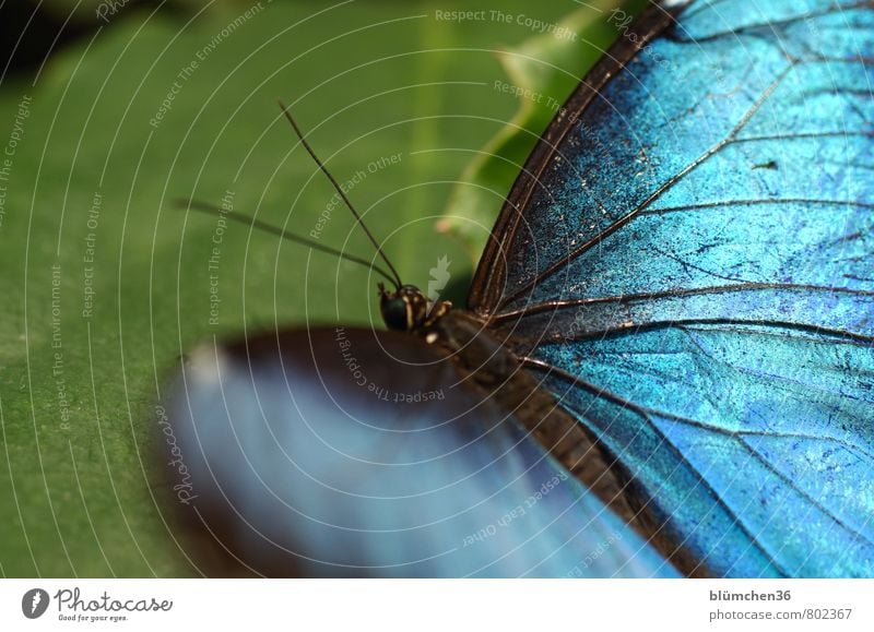 Er hat die Flügel schön! Tier Wildtier Schmetterling Insekt Bewegung fliegen sitzen ästhetisch außergewöhnlich elegant exotisch klein blau schillernd hocken