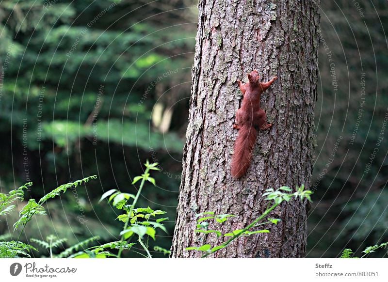 Jetzt aber schnell - Eichhörnchen als Kletterkünstler flink braunes Eichhörnchen Momentaufnahme heimisch Waldbaden Sommerwald grüner Wald Waldtier einheimisch
