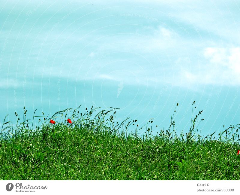 sunny meadow Mohn Gras grün Sommer frisch rot himmelblau Wolken Schliere duftig wiegen Hügel Laune Blumenwiese kaninchenfutter wiesenkräuter Himmel Wind Rasen