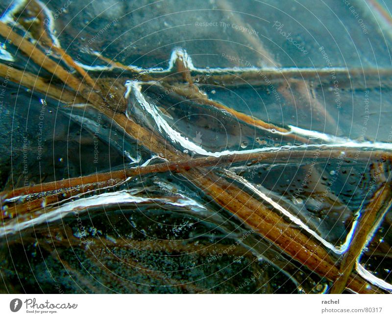 Im Eis gefangen ungemütlich Minusgrade See tiefgekühlt gefroren kalt Winter Dezember Gras Halm Stengel stagnierend durchsichtig erstarrt usselig unter null
