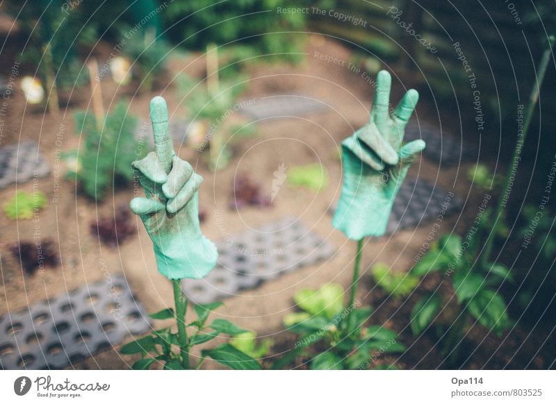 Gartenfreude Umwelt Natur Pflanze Tier Arbeit & Erwerbstätigkeit grün Freude "Handschuhe Gummi Finger Stinkefinger Gartenarbeit Pflanzen grüner Daumen" Farbfoto