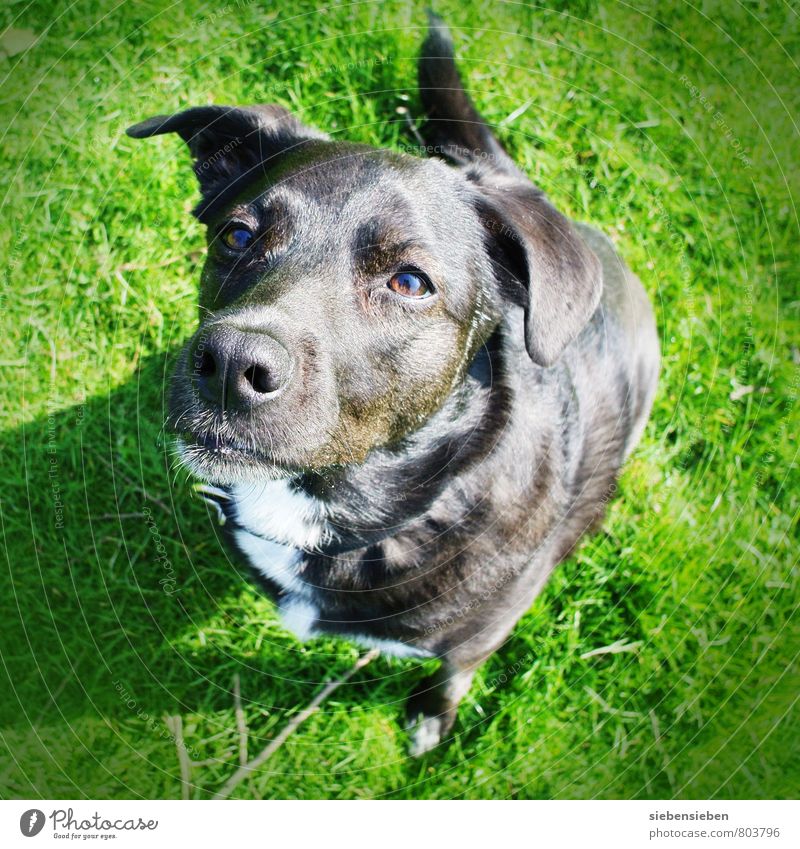 Auf die Plätze... Tier Haustier Hund 1 beobachten Blick sitzen leuchten außergewöhnlich elegant Freundlichkeit frisch Gesundheit glänzend schön Neugier klug