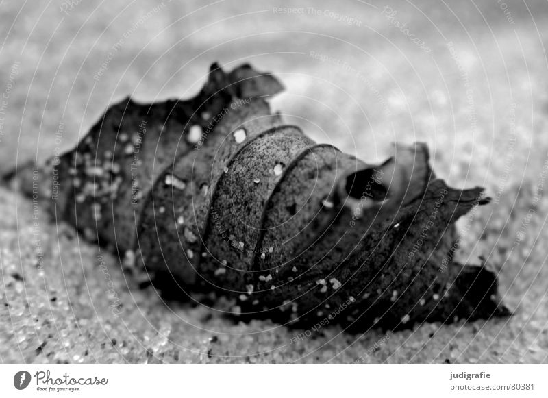 Blatt am Strand Sandkorn schwarz fein nah Herbst Weststrand Makroaufnahme Schwarzweißfoto Meer Tod Strukturen & Formen getrocknet