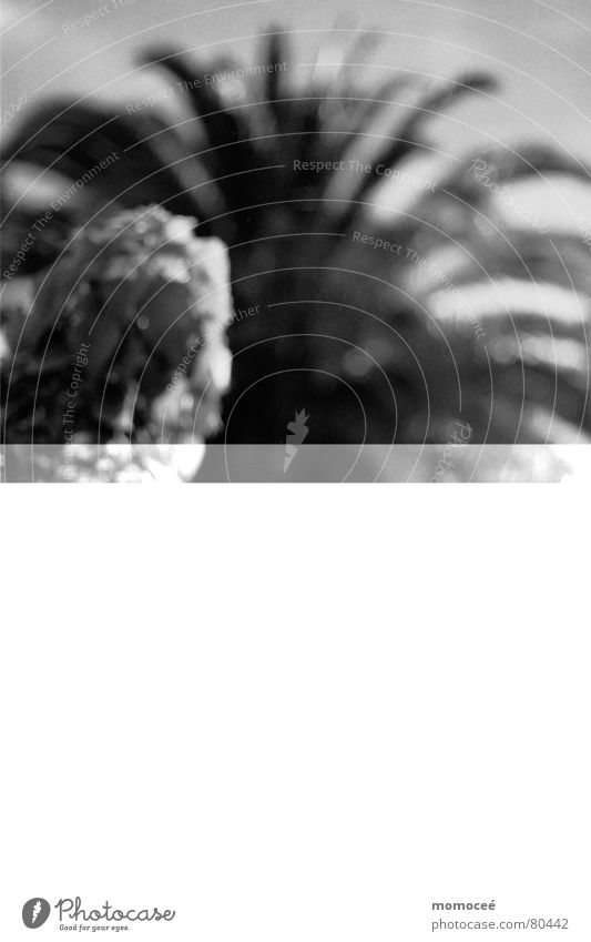 gelesen Schwarzweißfoto Gelassenheit Buch Palme ruhig genießen analog Printmedien Erholung Bett schweigen Sofa Meer schön La Palma Ferien & Urlaub & Reisen