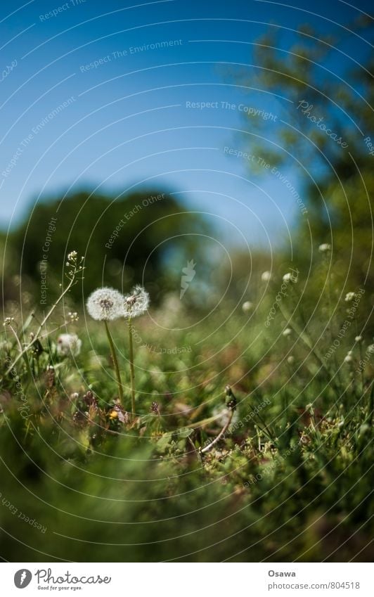 Pusteblume Löwenzahn Blume Natur Pflanze Wiese Froschperspektive Schwache Tiefenschärfe grün blau Himmel Baum Park Textfreiraum oben Menschenleer Tag