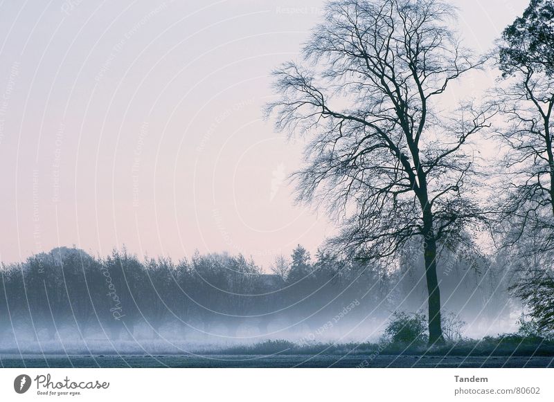 Cold Morning Winter tree graphic cold moody dusty fog morning Coolness blue silence clearness landscape Außenaufnahme