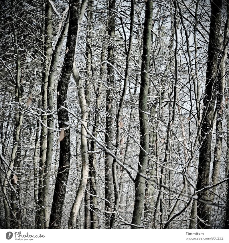 Enge. Umwelt Natur Pflanze Winter Wetter Baum Geäst Wald Holz ästhetisch kalt natürlich grau schwarz weiß Gefühle eng Schneefall Blatt Vielfältig Farbfoto