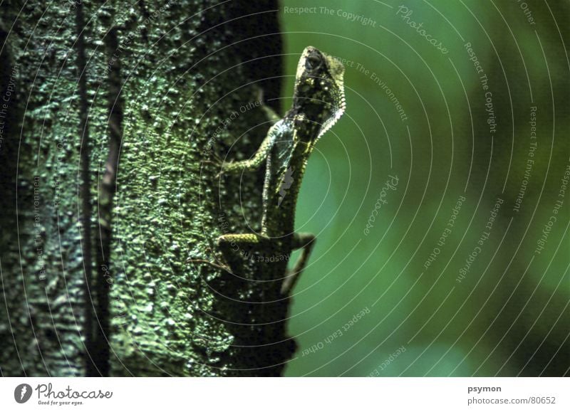 Aechse Costa Rica Gecko Tier Urwald Reptil ächse Makroaufnahme Nahaufnahme