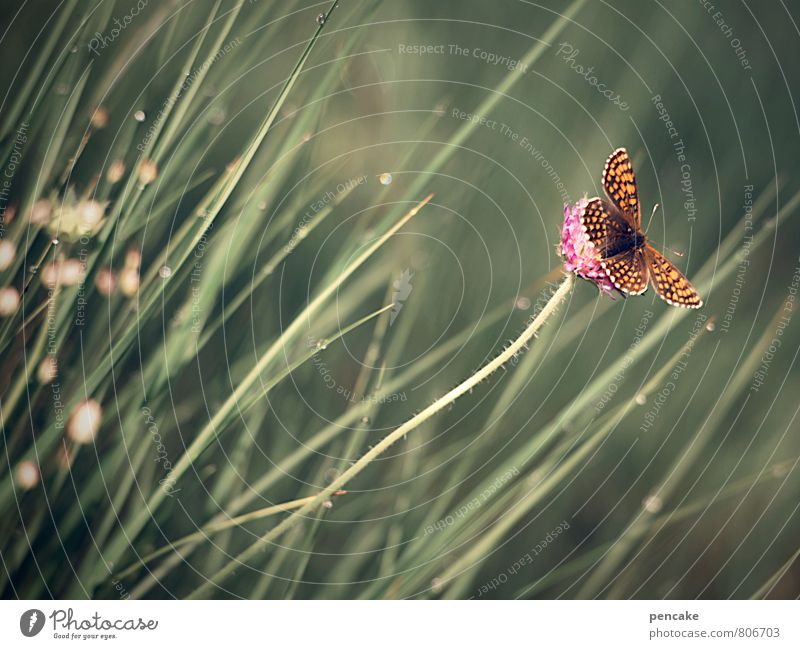 schmetterling im wind Natur Pflanze Tier Urelemente Sommer Wind Wärme Gras Sträucher Schmetterling 1 Zeichen fliegen genießen schaukeln ästhetisch authentisch