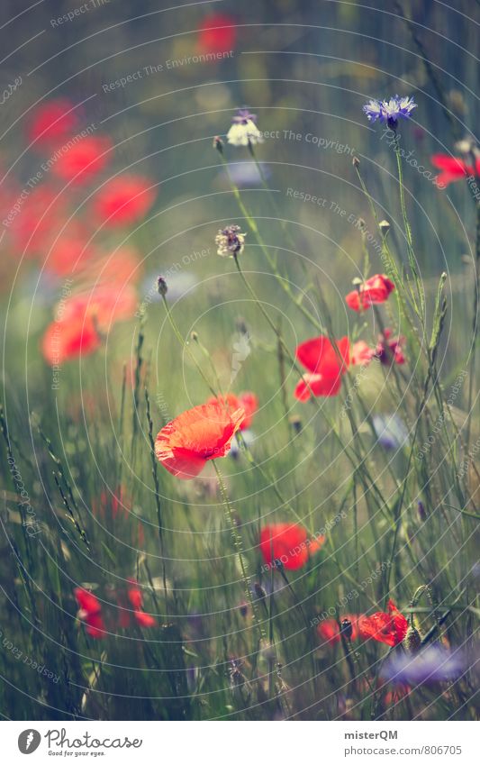 Berliner Wiesen. Kunst ästhetisch Zufriedenheit weich Mohn Mohnblüte Mohnfeld Wegrand rot verträumt Idylle Gras grün sommerlich Unschärfe Blühend Blume
