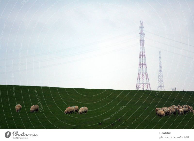 Deichtristesse schlechtes Wetter Rasenmäher Schaf grau Wolle Elektrizität Nebel Zaun Säugetier Schutz Flut Kabel