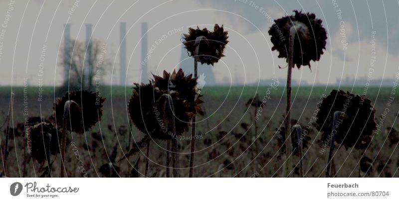 schwarze Sonnenblumen Industrie Umwelt Himmel Wolken Horizont Winter Klimawandel Pflanze Feld Menschenleer Industrieanlage Schornstein Traurigkeit verblüht