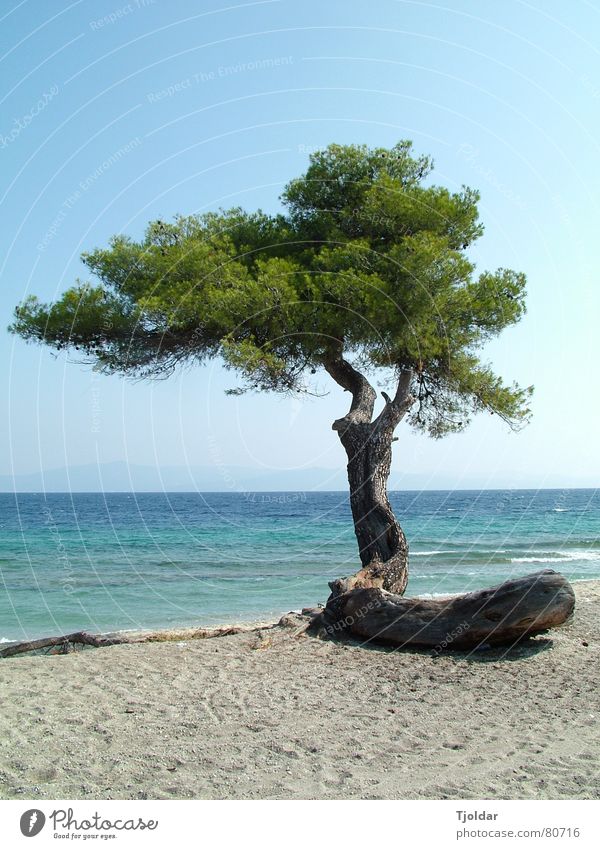 Baum am Strand Ferien & Urlaub & Reisen Freiheit Meer Sand Wasser Himmel Küste authentisch natürlich blau grün Einsamkeit trotzig Chalkidiki Griechenland beige