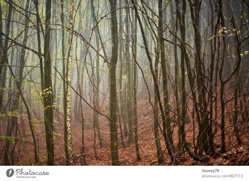 Wald Natur Herbst Nebel Baum Birke Buche Blatt nass natürlich trist braun feucht unheimlich Farbfoto Gedeckte Farben Außenaufnahme Menschenleer Morgen