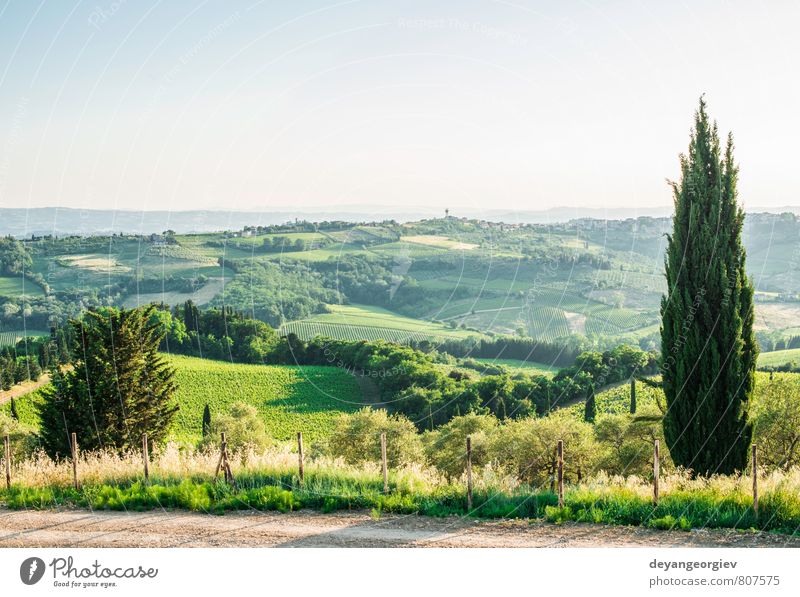 Zypressenbaum in der Toskana Ferien & Urlaub & Reisen Sommer Haus Kultur Natur Landschaft Himmel Baum Wiese Hügel Straße grün Idylle Italien Weinberg