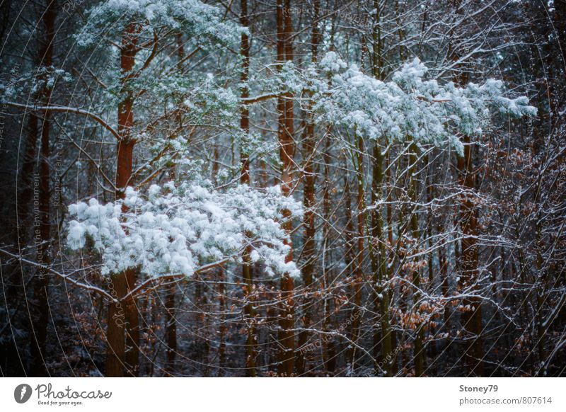Winterwald Natur Pflanze Schnee Baum Kiefer Ast Wald dunkel kalt träumen Frost eng Farbfoto Gedeckte Farben Außenaufnahme Menschenleer Textfreiraum unten Tag
