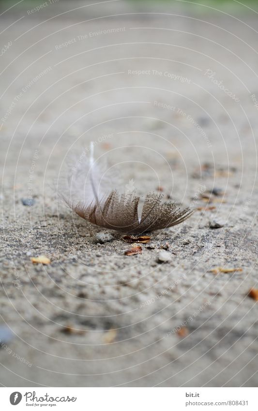 haarig | fedrig Natur Tier Totes Tier Vogel Flügel Zeichen Engel grau Gefühle Schutz Geborgenheit trösten Traurigkeit Sorge Trauer Tod Schmerz Einsamkeit