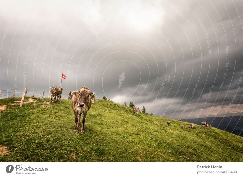Grüezi Umwelt Natur Landschaft Urelemente Klima Wetter schlechtes Wetter Unwetter Pflanze Wiese Hügel Alpen Berge u. Gebirge Gipfel Tier Nutztier Kuh Tiergruppe