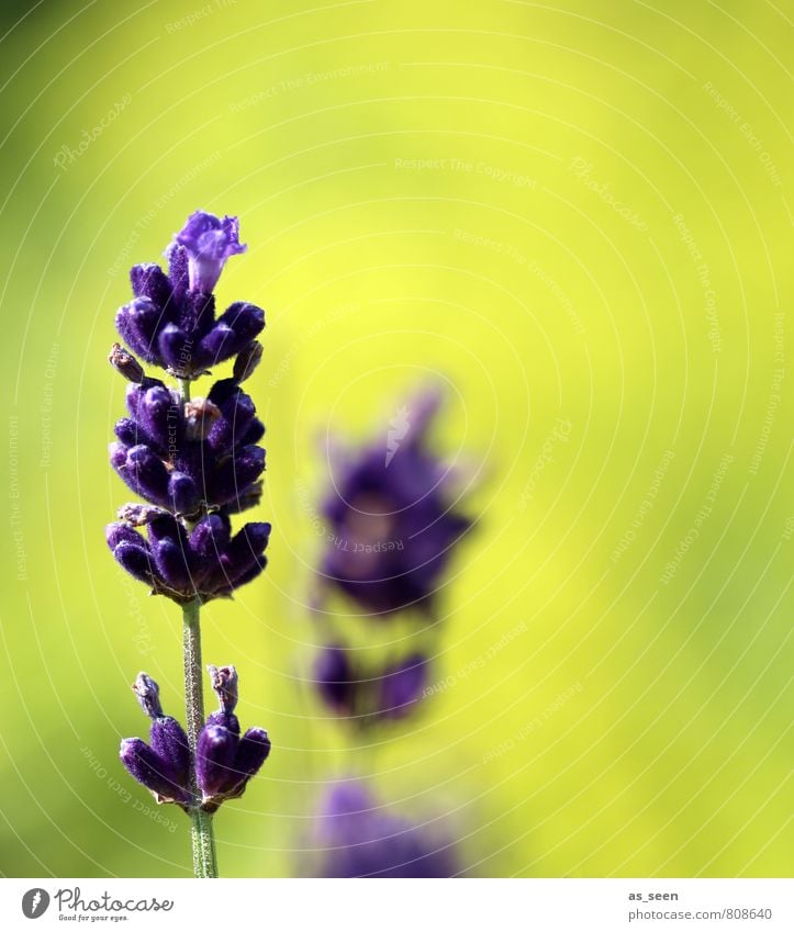 komplementär Kräuter & Gewürze Öl Lavendel Design schön Leben Sinnesorgane Duft Sommer Garten Umwelt Natur Pflanze Klima Blume Blüte Park Blühend Wachstum