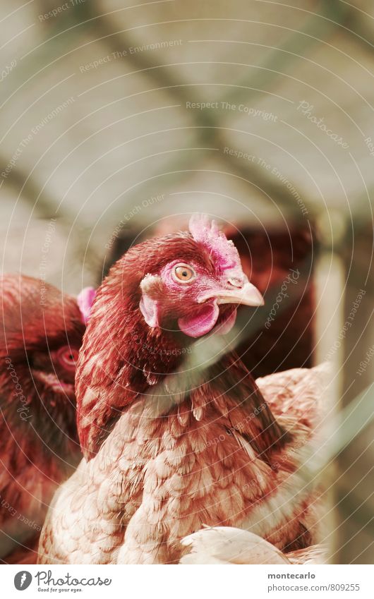 Hühnerknast Zaun Tier Nutztier Hühnervögel Hühnerstall 2 Metall dünn authentisch einzigartig klein natürlich Originalität Spitze wild mehrfarbig Farbfoto