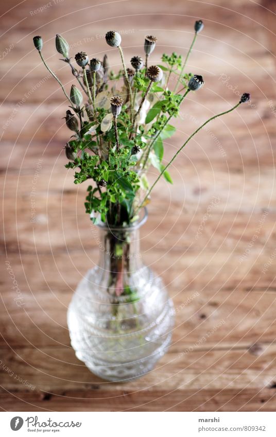 wieder so ein Mohntag... Natur Pflanze Blume grün Mohnkapsel Strauß Vase Dekoration & Verzierung gepflückt Wiesenblume Farbfoto Innenaufnahme Tag