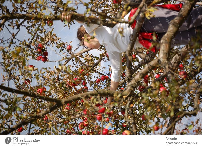 Apfelernte Baum Apfelbaum Sammlung Herbst eine person Ernte Klettern Ast Zweig Frucht
