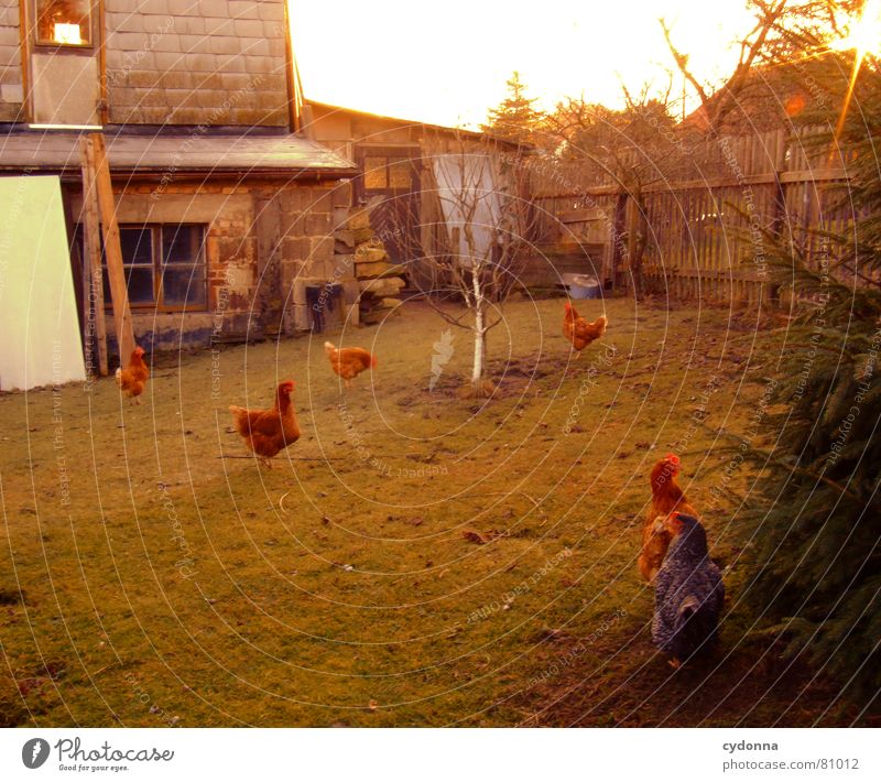 Wie die Hühner... auslaufen Obstbaum Haushuhn Tier Vogel Lebewesen Haustier Stall Produkt Hahn Körperhaltung grün Zaun ländlich Landwirtschaft Sonnenuntergang