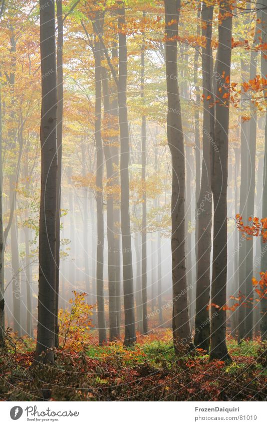 Nebelwald No. 4 Bundesland Niederösterreich Herbstfärbung Baum Blatt mehrfarbig dunkel Wald gelb grün Licht Nationalfeiertag rot wandern Österreich Waldboden