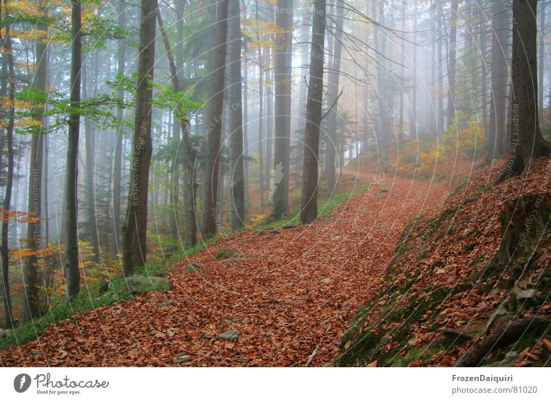 Herbstliche Forststraße No. 5 Verhext Baum Blatt mehrfarbig dunkel Wald gelb grün Licht Nationalfeiertag Nebel Bundesland Niederösterreich rot wandern