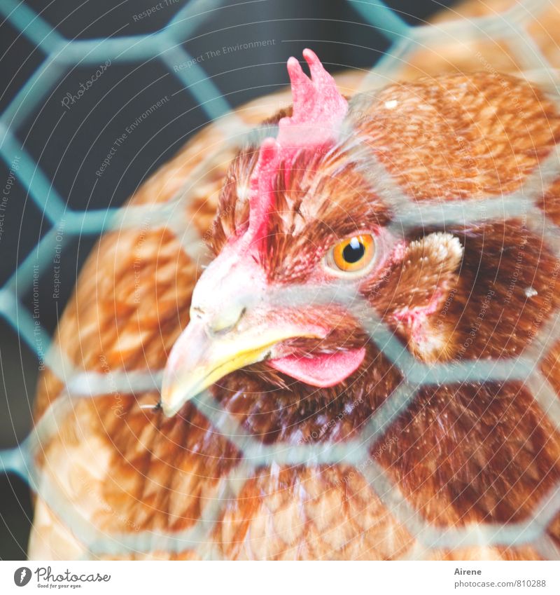 AST 7 | vernetztes Huhn Haustier Nutztier Haushuhn Glucke Netz Vogel Bauernhof Zufriedenheit gefangen Durchblick Gitternetz Drahtgitter Maschendraht Tiergesicht