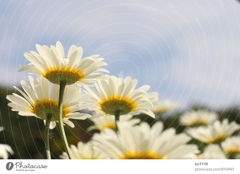 Margeriten Umwelt Natur Ein Lizenzfreies Stock Foto Von Photocase