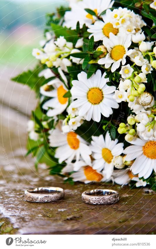 Hochzeit & Gänseblümchen Natur Pflanze Blume Blüte Liebe Zusammensein gut Gefühle Stimmung Freude Glück Fröhlichkeit Zufriedenheit Lebensfreude Frühlingsgefühle