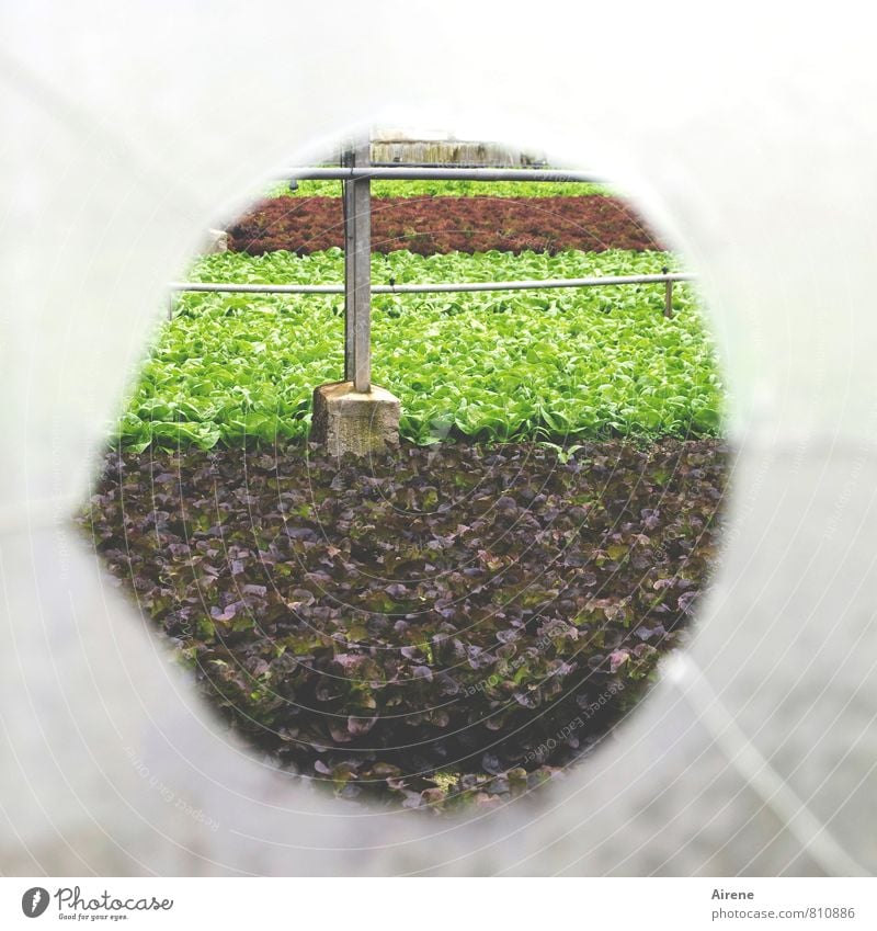 AST 7 | vorbeigeschossen Gärtnerei Landwirtschaft Forstwirtschaft Pflanze Nutzpflanze Feldfrüchte Salat Gewächshaus Glas Kugel Streifen Loch Sprung Kreis