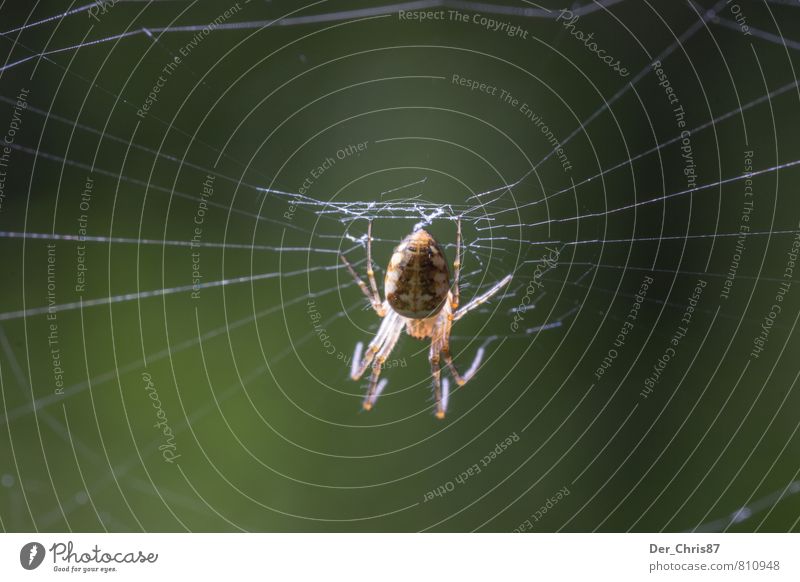 Das Netz des Jägers Umwelt Natur Tier Wildtier Spinne 1 bauen beobachten fangen Fressen hängen Jagd krabbeln warten ästhetisch bedrohlich dunkel Ekel elegant