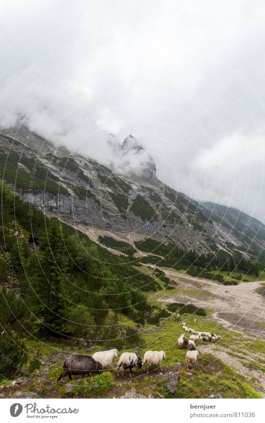 Stau Natur Landschaft Erde Luft Wolken schlechtes Wetter Sturm Alpen Berge u. Gebirge Gipfel Tier Nutztier Herde frisch lustig grün vernünftig Reihe Reihenfolge