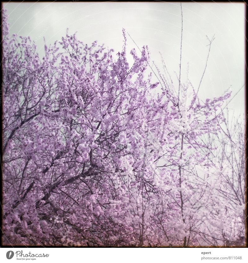Blütezeit Natur Pflanze Baum Kirschblüten Kirschbaum Blühend natürlich weich violett rosa schön geduldig Reinheit Beginn Farbe Vergänglichkeit