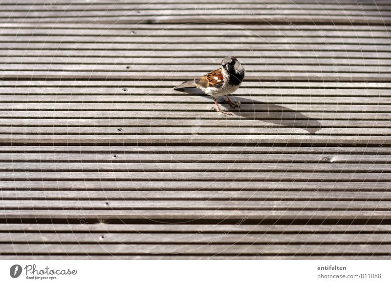 Kleiner Spatz ganz groß Balkon Terrasse Holzbrett Holzfußboden Tier Vogel Tiergesicht Flügel Krallen Haussperling 1 Nagel beobachten sitzen frech Freundlichkeit