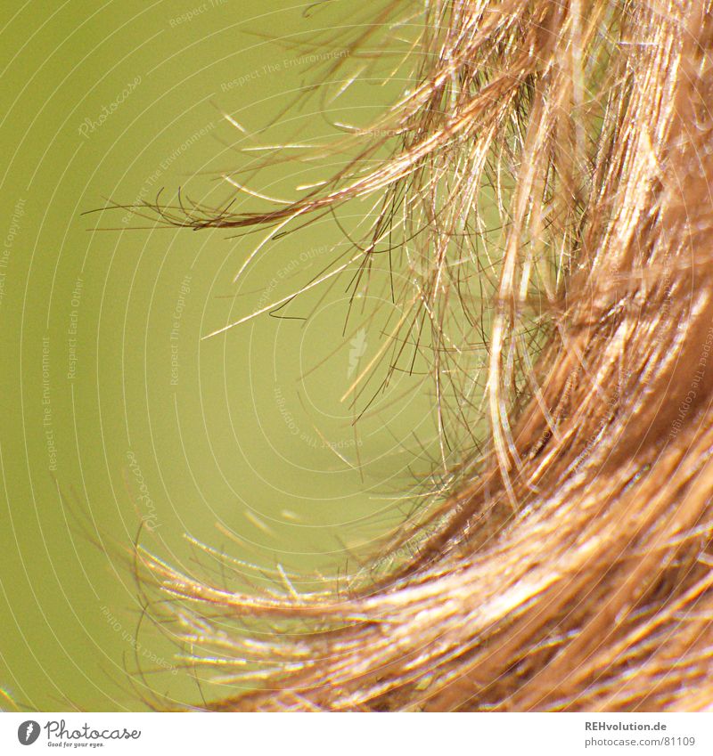 Haar-Ensemble 3 krause Haare Bad zerzaust kalt Haare & Frisuren trocken Wellen braun grün langhaarig gewaschen schön spannkraft struppig Friseur Spitze
