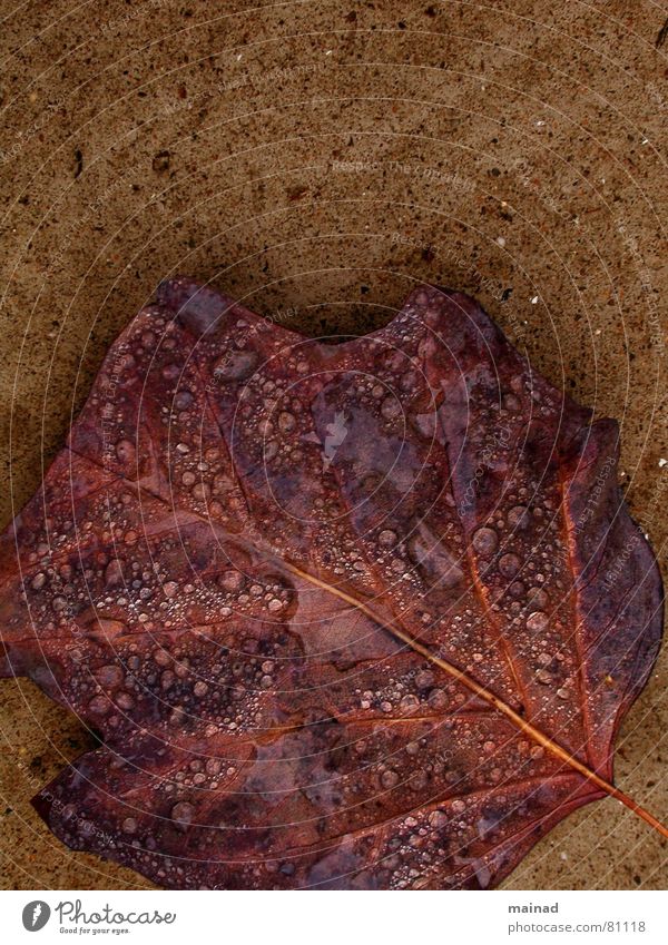 Fall fallen Herbst Blatt braun Vergänglichkeit Garten Park leaf rain Regen brown impermanence