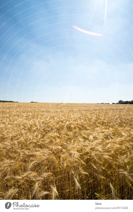 golden Getreide Sommer Sonne Landwirtschaft Forstwirtschaft Landschaft Himmel Horizont Pflanze Nutzpflanze Feld Wachstum blau gelb Aussaat Sonnenstrahlen