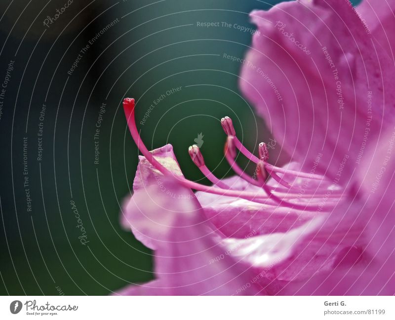 Pink rosa Blüte Blume Pflanze mehrfarbig Pollen Blumenstrauß Jahreszeiten Sommer Frühling filigran zart knallig Stengel Blütenstempel frühlingsboten