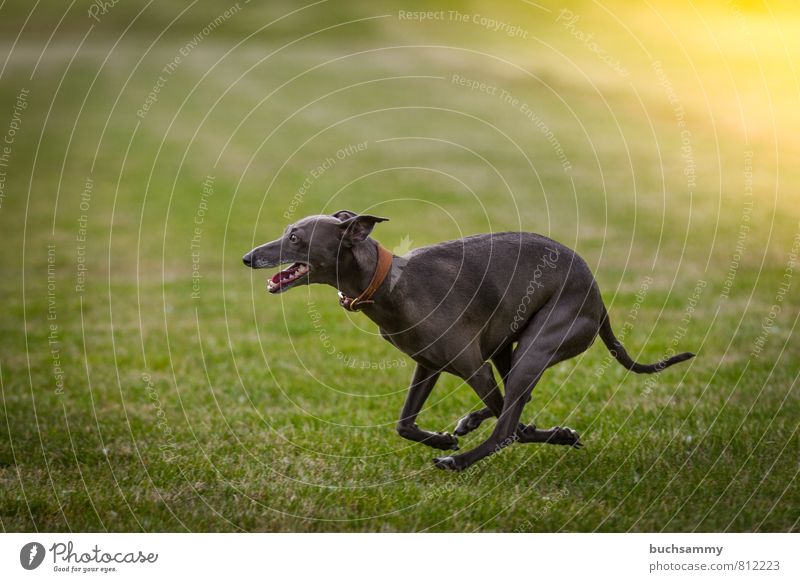 Windspiel Freude Tier Gras Wiese Haustier Hund 1 glänzend laufen elegant Geschwindigkeit grau grün Halsband Lebewesen Sonnenschein Windhund bester freund