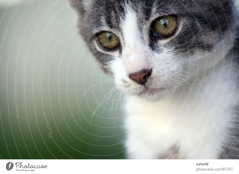 Blicke einer Katze Tier grau Fell bewegungslos verschwommener hintergrund mietze Hauskatze Auge