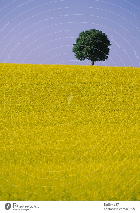 Raps und Baum Blume Landwirtschaft gelb grün Sommer Landschaft Himmel