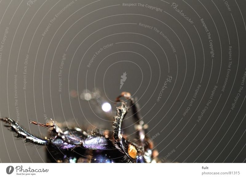 käfer Tier Insekt Borsten Tod Käfer Verschiedenheit Makroaufnahme Nahaufnahme liegen Beine aus dem leben geschieden kadaver beetle tierleiche Totes Tier