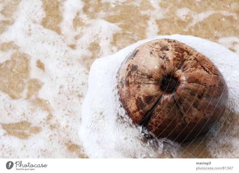 Kokosnuß im Meer Kokosnuss Asien nass feucht Thailand Indischer Ozean Strand Gischt Unbekümmertheit Außenaufnahme Badestelle Küste Frucht Wasser Sand