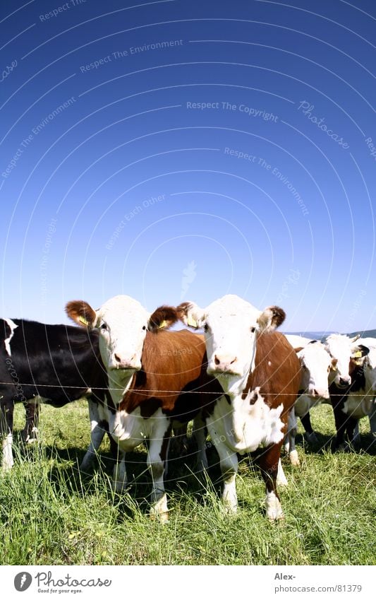 Q-Weide Kuh Tier Rind Vieh Gras Wiese Pol- Filter Bauernhof braun muhen Blick Säugetier Himmel Milchwirtschaft Viehzucht Viehhaltung Klarer Himmel Blauer Himmel